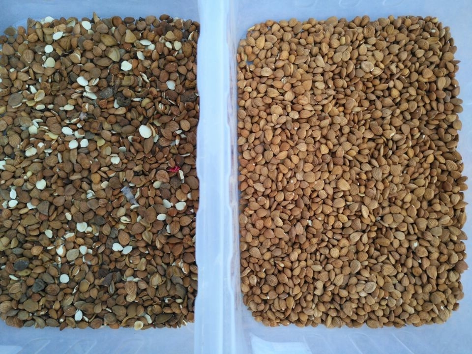 穀物の米は茶プラスチック ガラス色の選別機機械を播く
