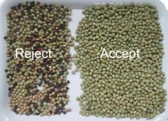 ウェンヤオ 高精度色分け機 豆 穀物 穀物 小麦 玉米 種子 茶 果物 色分け機 Wifi リモート