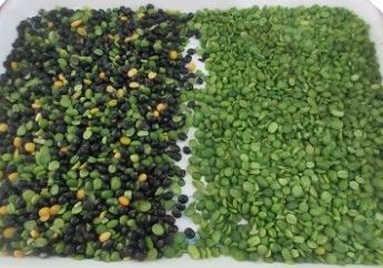 ウェンヤオ 高精度色分け機 豆 穀物 穀物 小麦 玉米 種子 茶 果物 色分け機 Wifi リモート