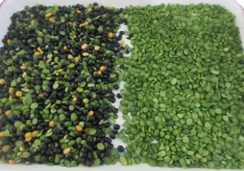 トウモロコシのクルミのひよこ豆ピーナツ オリーブ色色の分離器によって焼かれるナットのカルダモン色分類機械