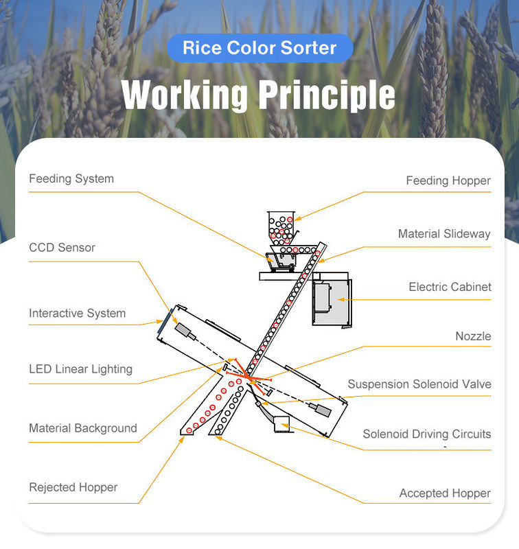 コーヒー豆くだらない色の選別機AI CCDの分離器の大豆の米の分類機械