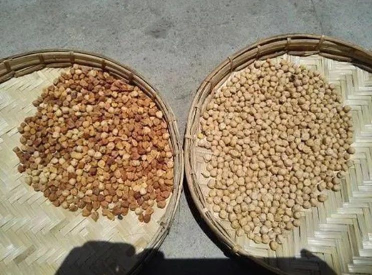 コーヒー豆くだらない色の選別機AI CCDの分離器の大豆の米の分類機械