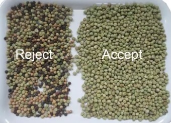 2つのT/Hのタッチ パネルの豆は高精度CCDのカメラが付いている選別機を着色する