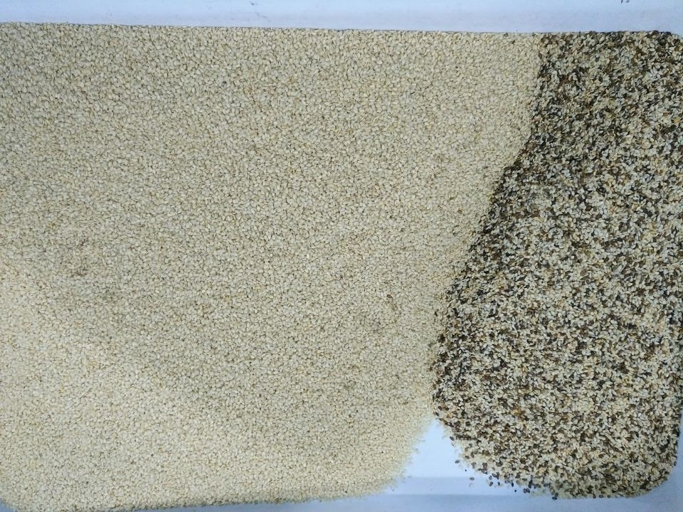 綿花種子色分別機 ガウールガム 紅茶のブドウの色分別機