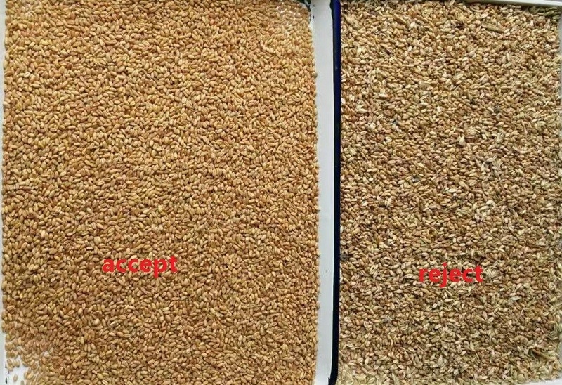 ウェンヤオ 大生産能力 小麦の分別機 穀物の色分別機