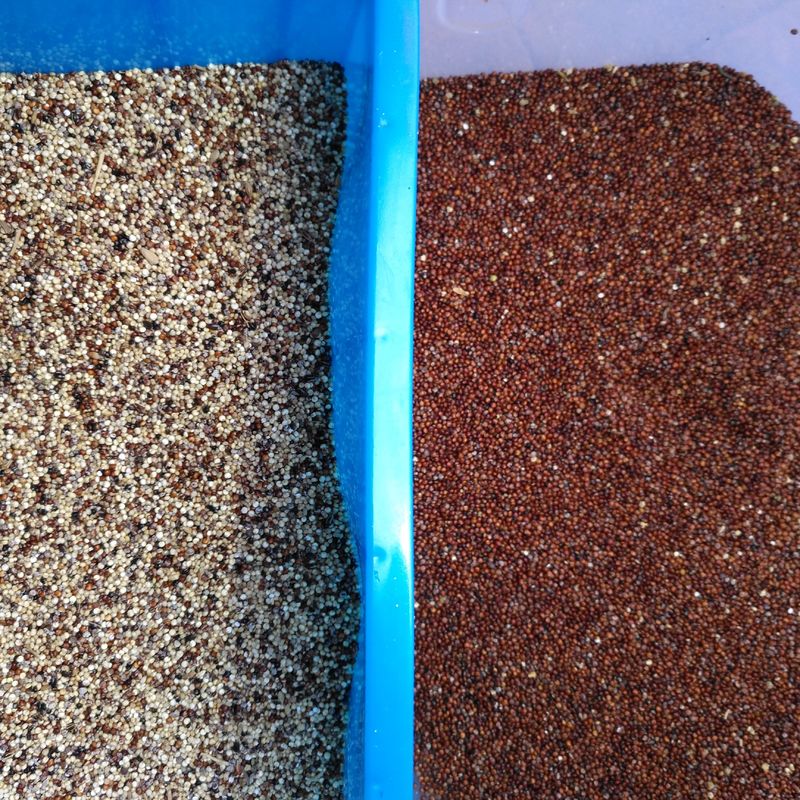 5 落とし穴 紫陽花 の 種 の 色 整理 機 CCD 種 の 色 整理 機