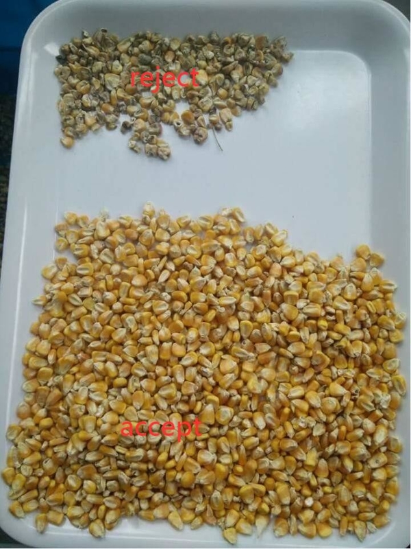 ウェンヤオ 大生産能力 小麦の分別機 穀物の色分別機