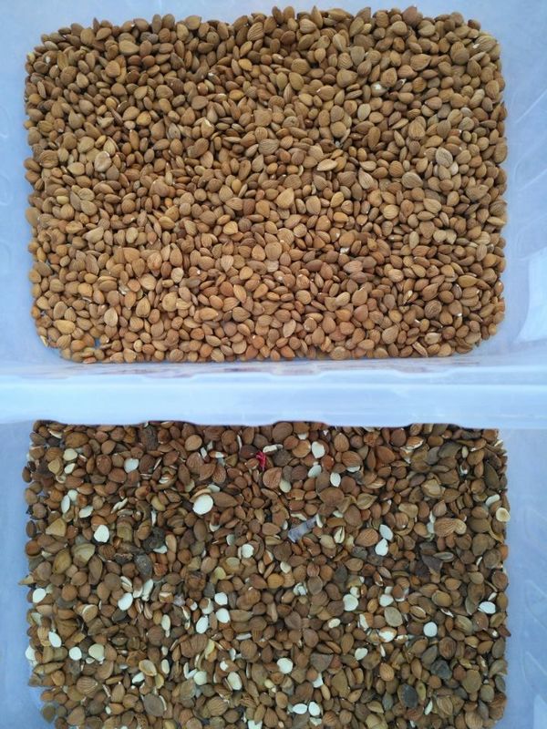 WENYAO マカダミア ナッツ カラーソート 形状ソート