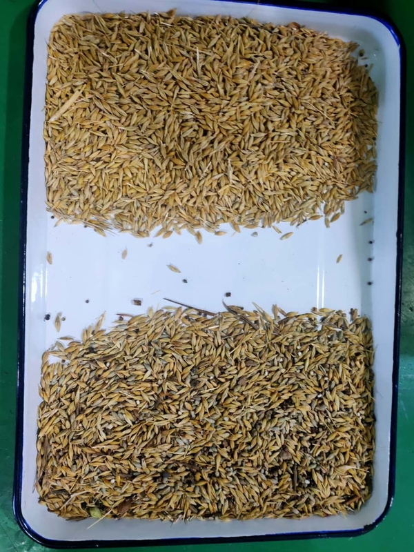 農産物 穀物 穀物 豆 玉米 選別
