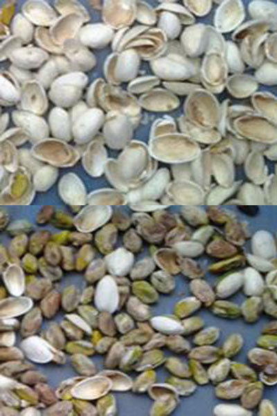 ウェンヤオ マカダミア カラーソートナッツ カラーセレクター マシン カシューナッツ  сорティング マシン