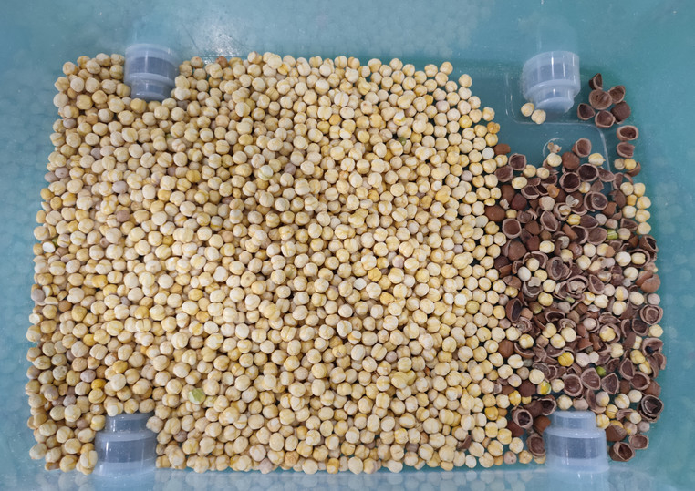中国 オプティカル 多用途色分け機 白芝生 黒芝生 麻の種 黒種