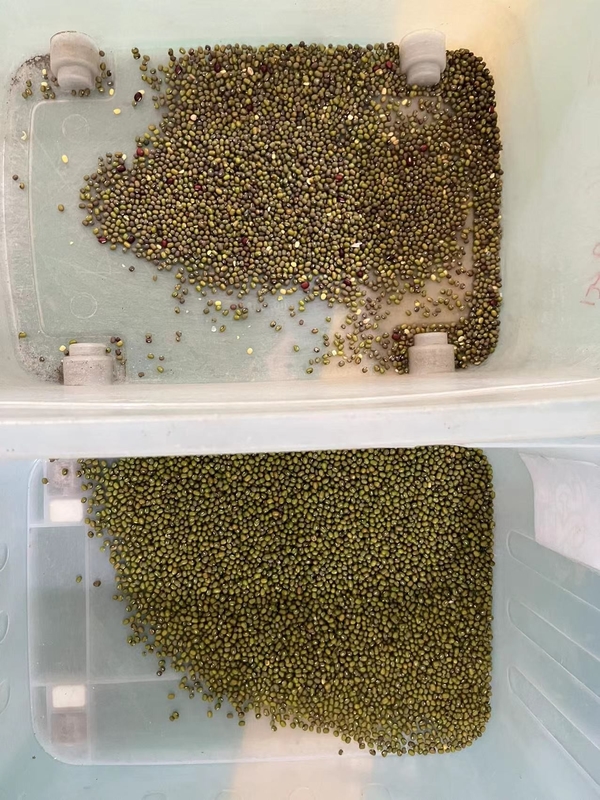 ウェンヤオ・ムング 豆の色分け機 豆の色分け機