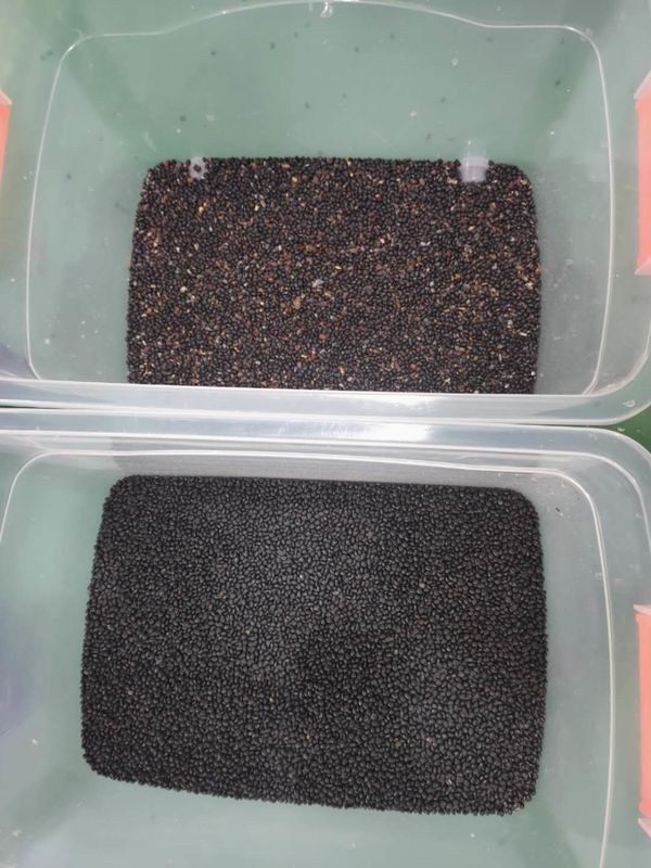 ウェンヤオ ブラック・ビーンの色分け機 遠隔操作の自動豆の色分け機