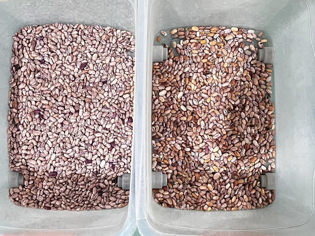 ウェンヤオ プロ レッド 腎豆 カラーソーター 豆穀物の光色ソート機
