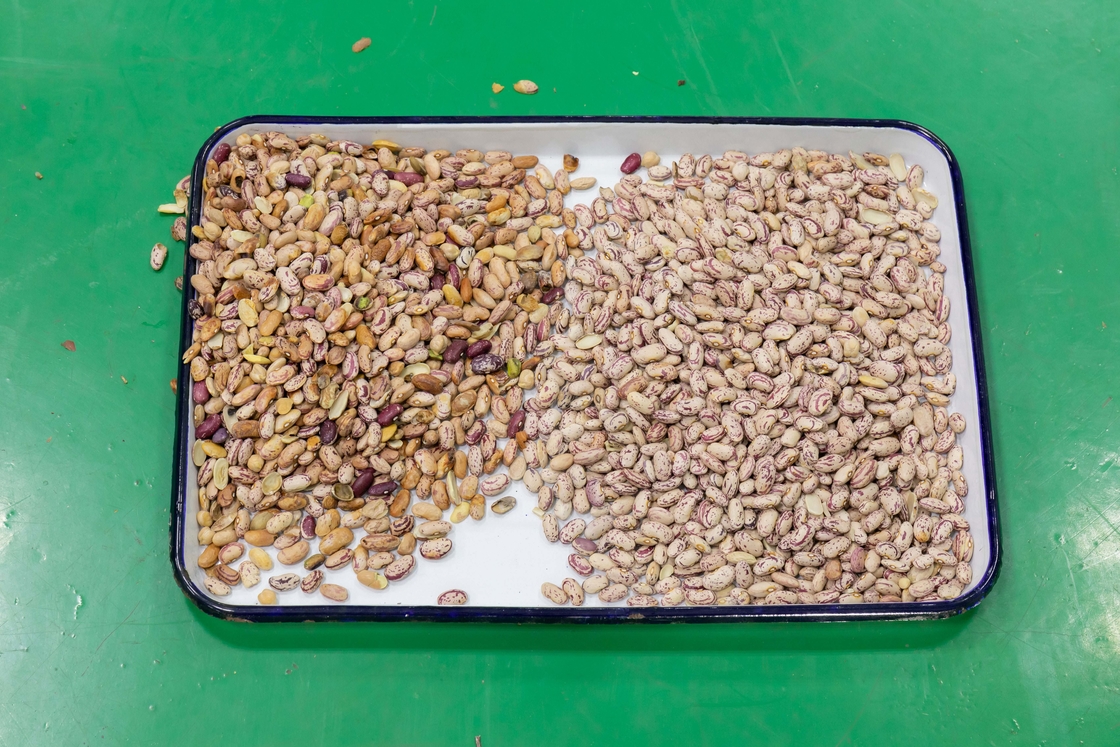 ウェンヤオ 3 チョート 豆色分別機 穀物作物用の腎豆色分別機
