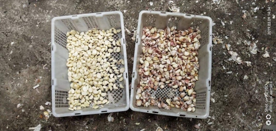 ガーリック・クローブ・ソートする機械 食品加工用ガーリック・カラーソート機