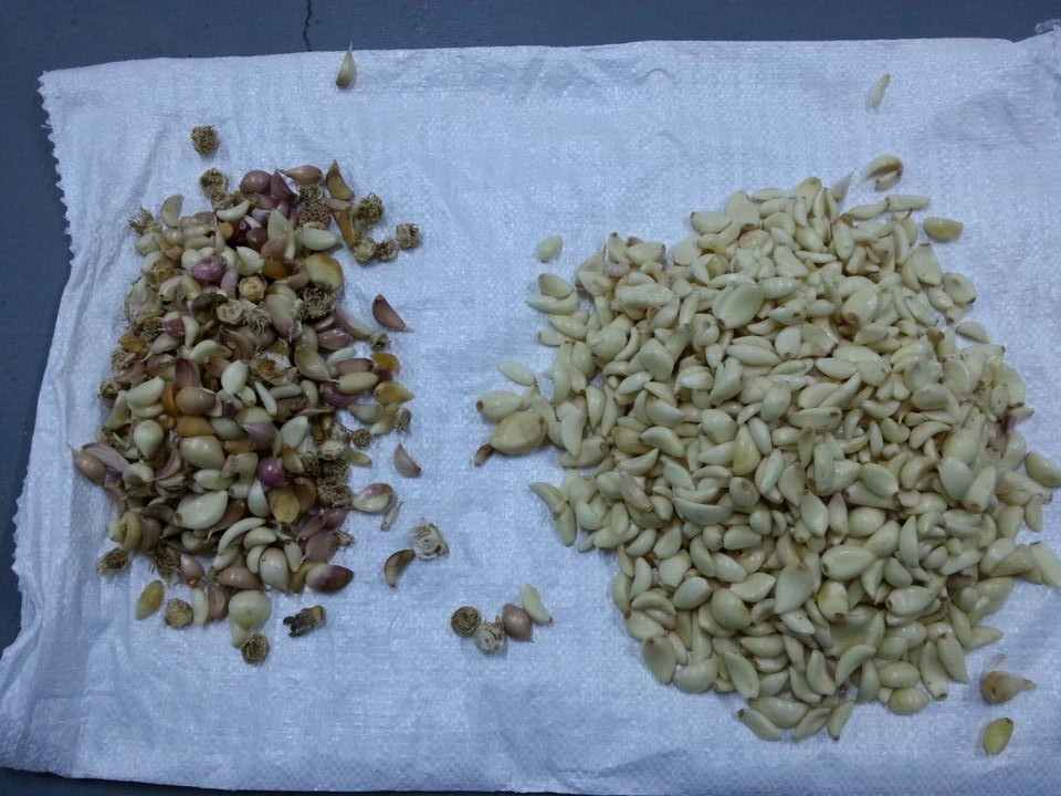 ガーリック・クローブ・ソートする機械 食品加工用ガーリック・カラーソート機