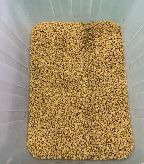 ウェンヤオ フルオートマティック 3チャート ソーヤ ブロード 腎豆 カラーソート機