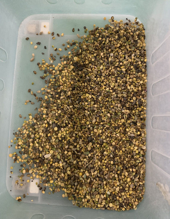 ウェンヤオ フルオートマティック 3チャート ソーヤ ブロード 腎豆 カラーソート機