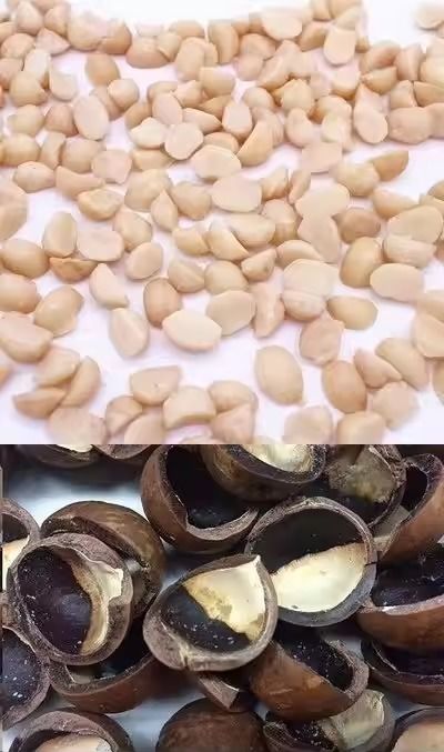 精度CCDカメラ自動マカダミアナッツ色選別機