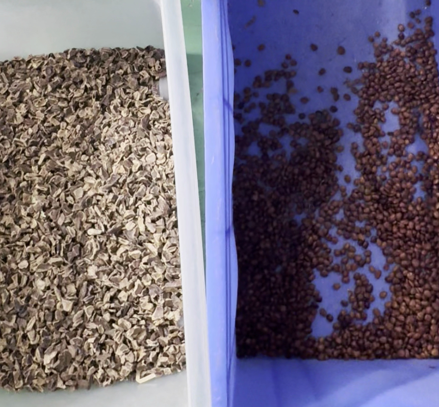 ウェンヤオ ダブルベルト 高技術 インテリジェント CCD カメラ ソープベリー カラーソート機