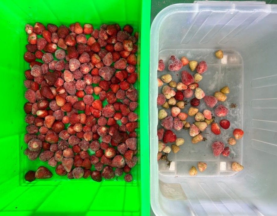 インテリジェント 光学 カフェ チェリー カラーソルター 小さい ポテトソルティング マシン ブルーベリー カラーソルター