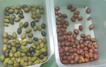 インテリジェント 光学 カフェ チェリー カラーソルター 小さい ポテトソルティング マシン ブルーベリー カラーソルター