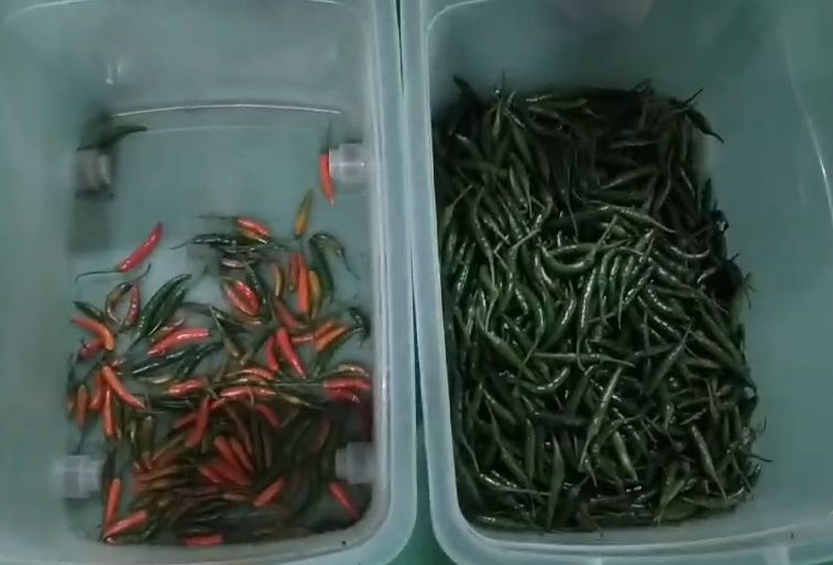 良心価格 光学式インテリジェントビジョン 唐辛子選別機 鉱物 炭燃料 色彩選別機