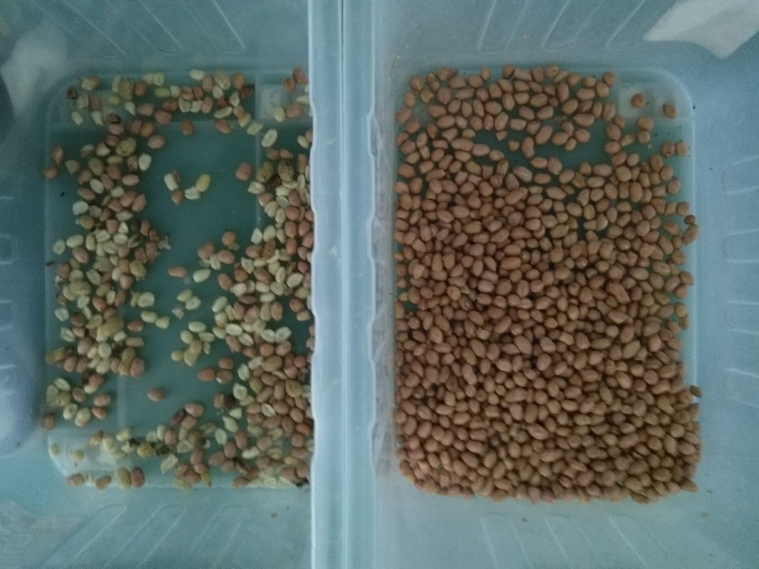 600mm Belt Width High Capacity Juniper Color Sorter Dried Mulberries Blueberry Grain Color Sorting Machine