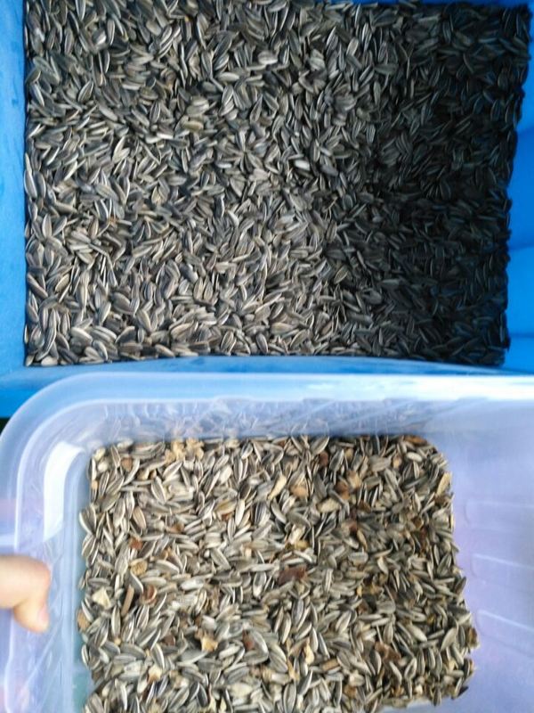 Wenyao Wifi Remote Control Sunflower Seed Pumpkin Seed Color Sorter with 2 Years Warranty and Solenoid Valve for Industrial Processing