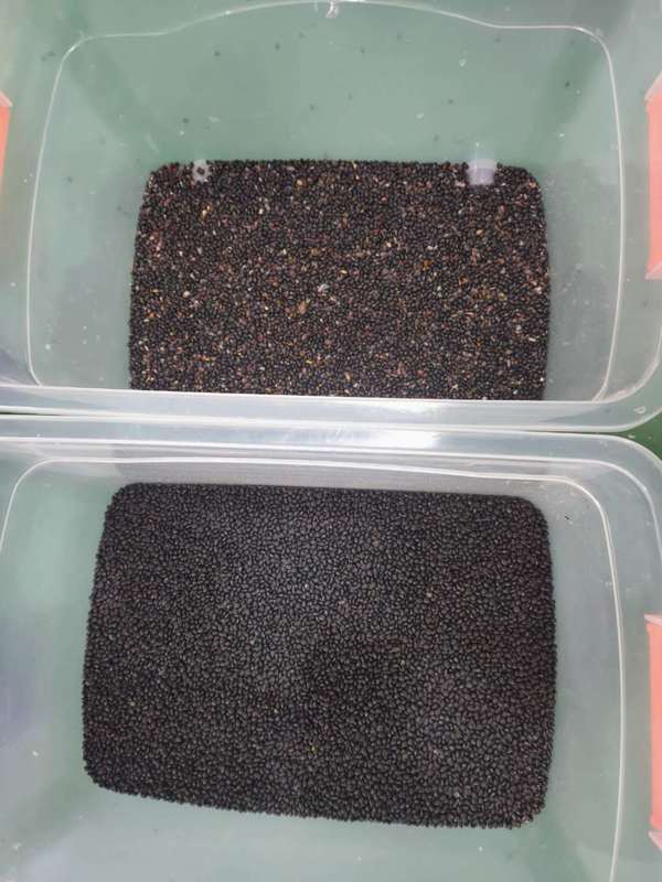 WENYAO 高容量 CCD 大豆選別機 ブラックマッペ豆色選別機