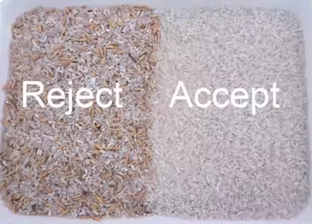 Parboiled Rice Color Sorting Machine 5 Chutes  Color Sorter  Wheat Color Sorter