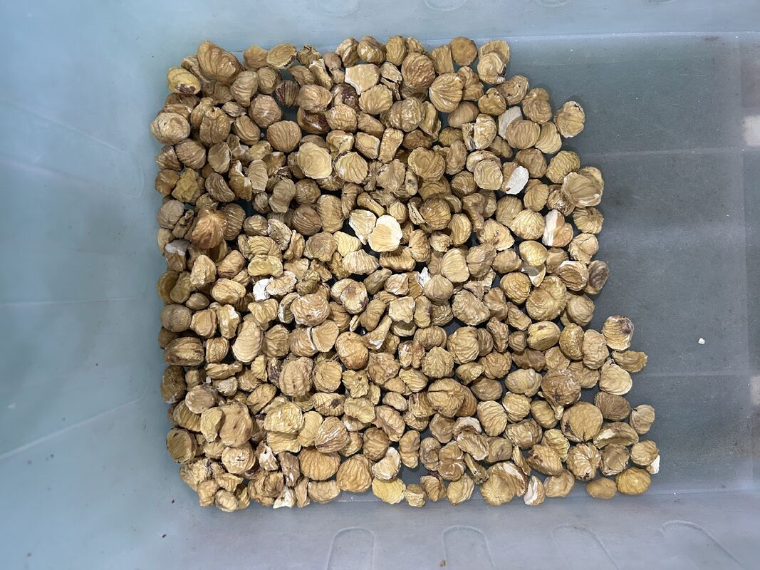 Dried Chestnut Color Sorter For Nuts Photo Sorter From China