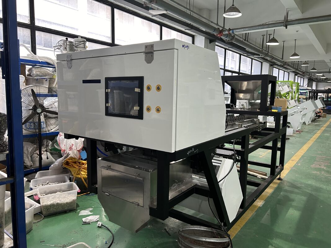 Belt Sorter Machine to Sort Unpeeled Garlic and Sorting Unpeeled Black Spots Garlic in Garlic Cleaning and Processing Line