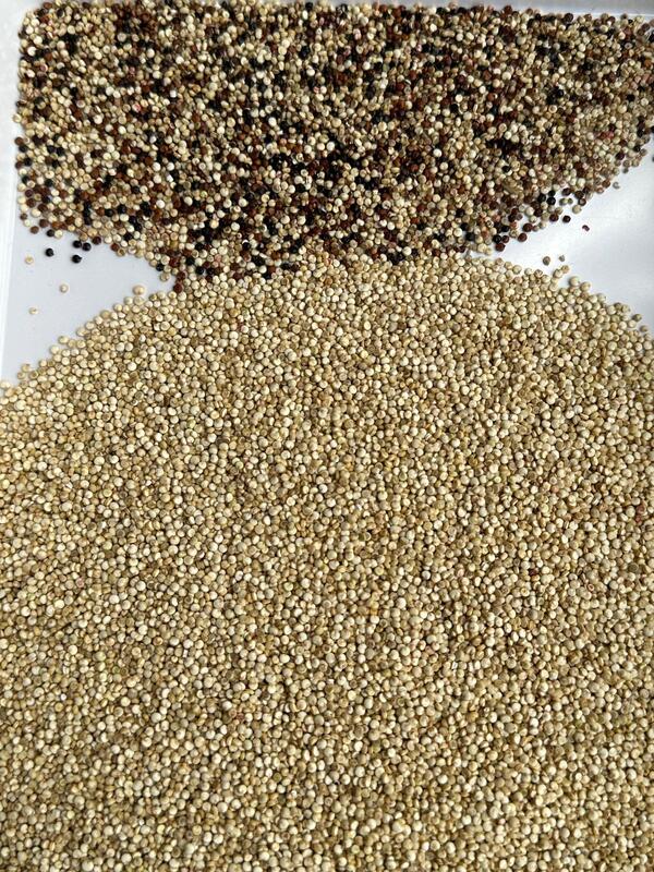 ウェンヤオ 最新のAI学習 農業用色分隔器 クイノア色分別器 稲の粒を掃除する機器 自動光学分別器