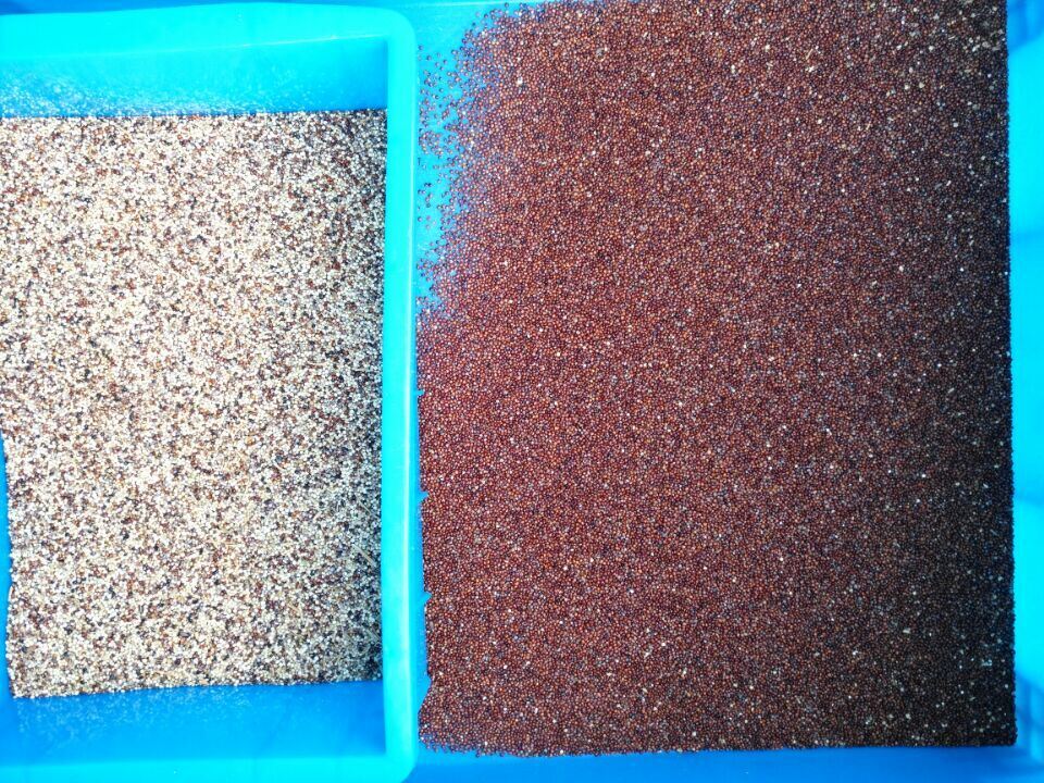 白米とトウモロコシのためのWENYAOマルチモード完全自動穀物色分別機