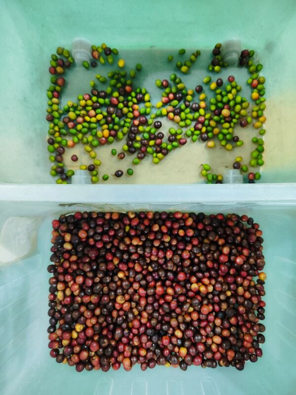 ウェンヤオジュニパーベリーカラーソーターワイドベルトステンレス鋼ブルーベリーストロベリーラズベリーカラー選別機工場価格CE証明書付きリモコン