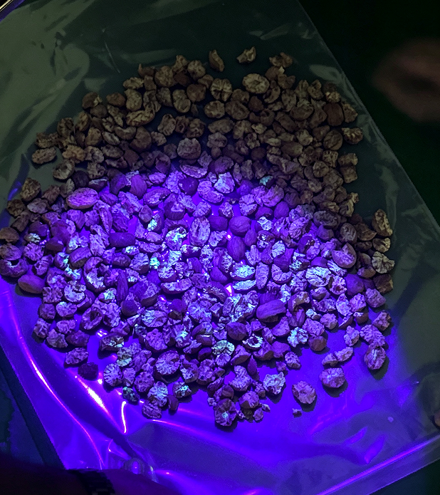 紫外線光技術によるアフラトキシン粒子を除去するナッツマグロピーナッツ分類機