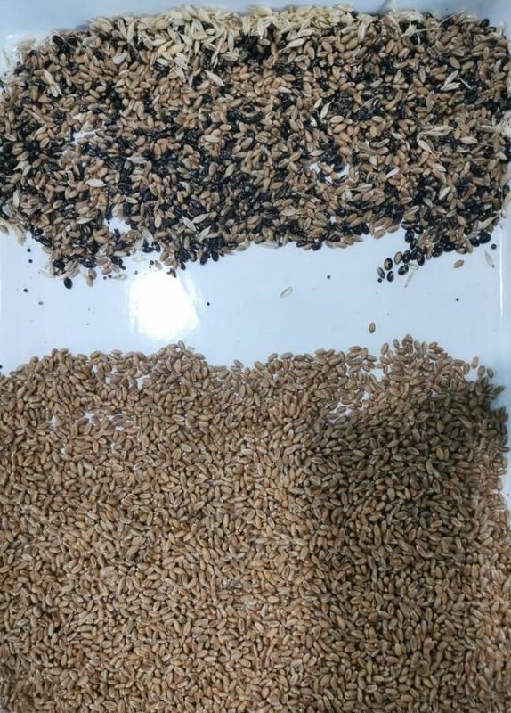 WENYAO AI制御システムを持つ農業用高速小麦色分け機