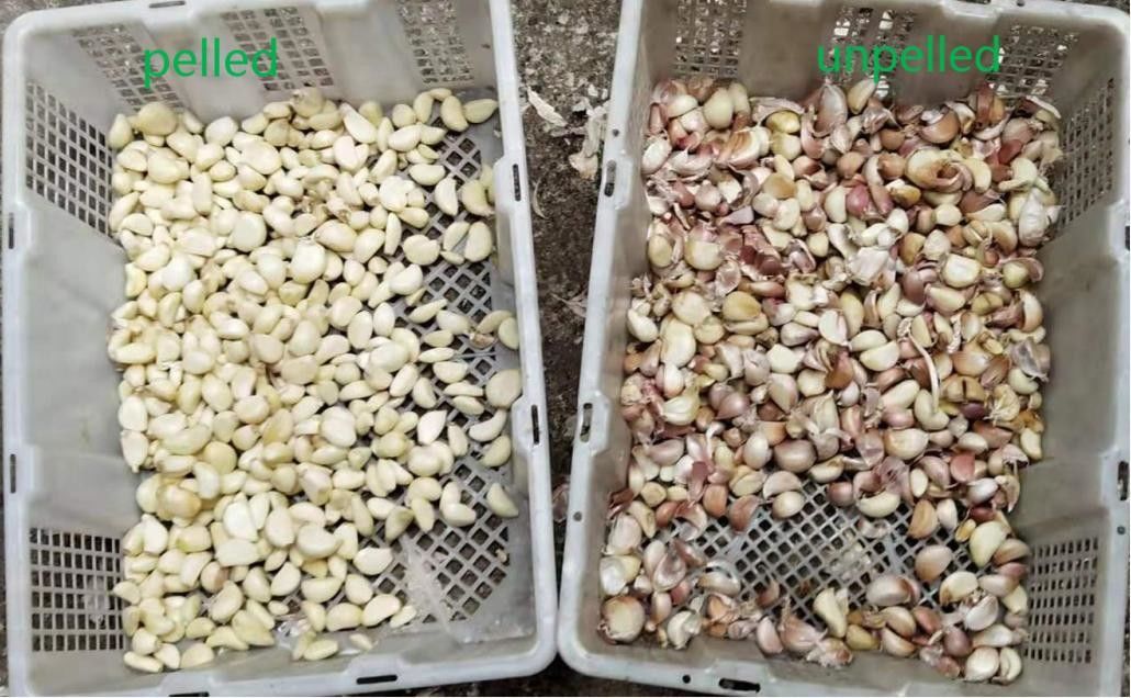 水分を取り除かれた野菜分類機械CCDは理性的なセンサーの芯を取る