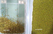 大豆選別機 パルス選別機 セレクターマシン グリーンビーン ブラックソウム種子 クリーニング装置