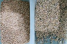 ひよこ豆のための豆CCD色の分類機械を処理する高容量のひよこ豆色の選別機の農業装置