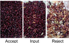 白く赤い腎臓豆はRGB CCDセンサーが付いている選別機の腎臓豆の分類機械を着色する