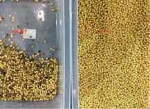 エンドウ豆はエンドウ豆のための機械が分類機械を着色する選別機の豆を着色する