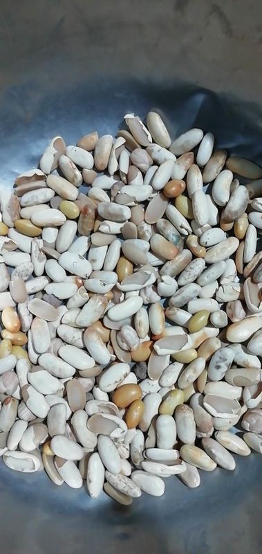 カナリア色の豆色の選別機機械自動豆色の選別機