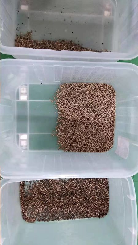 自動CCDの穀物色の選別機、3t/hは分類機械をふりかける