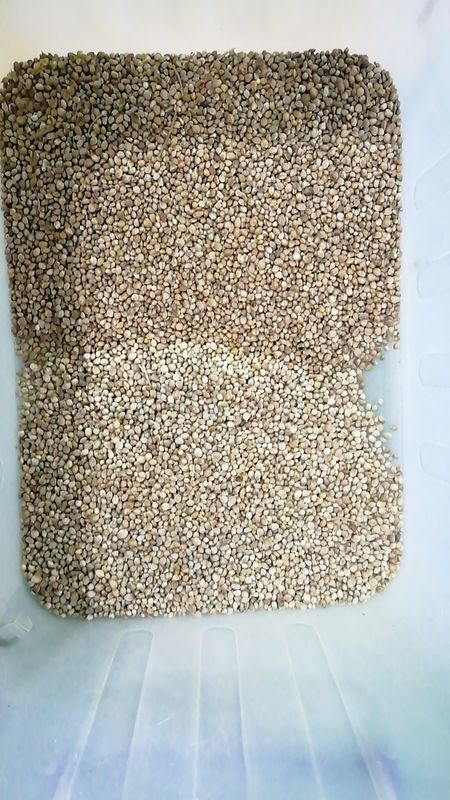 紫陽花の種を色分けする機械 ピースタチオの種を色分けする機械