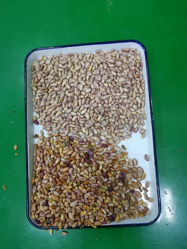 RGBの中国の豆色の選別機の理性的な光学腎臓豆色の分類機械