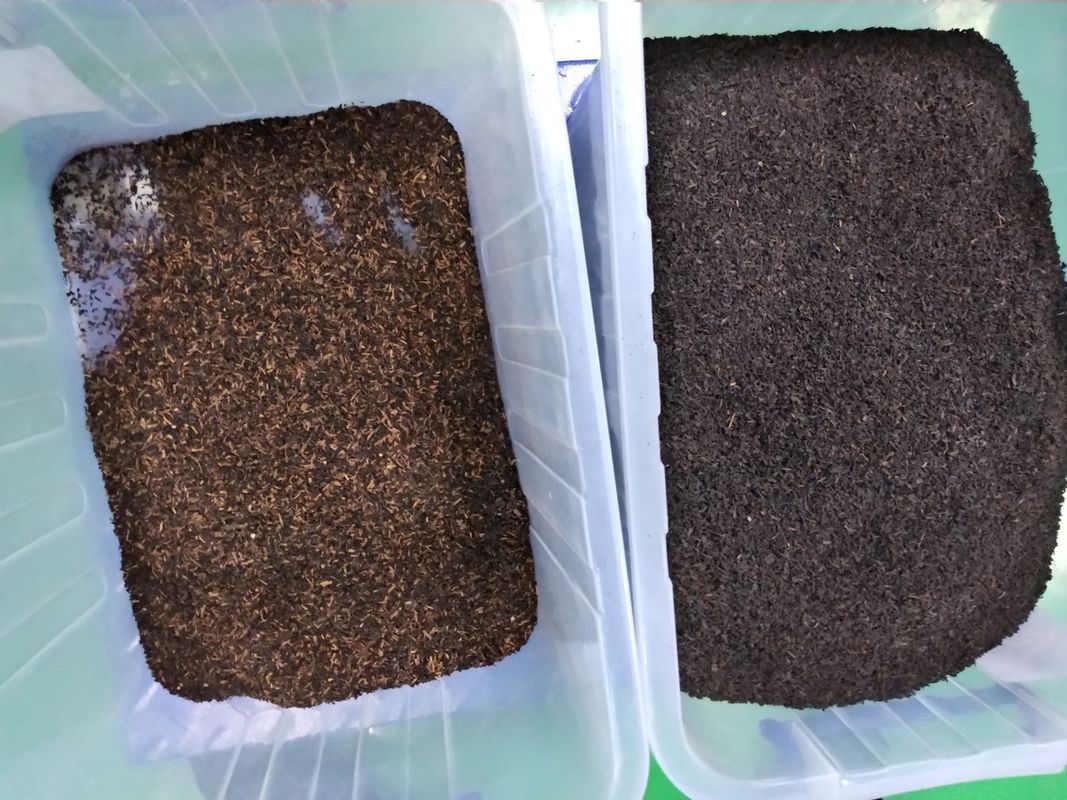 6つのシュート384は高速カメラが付いている茶分類機械を運ぶ