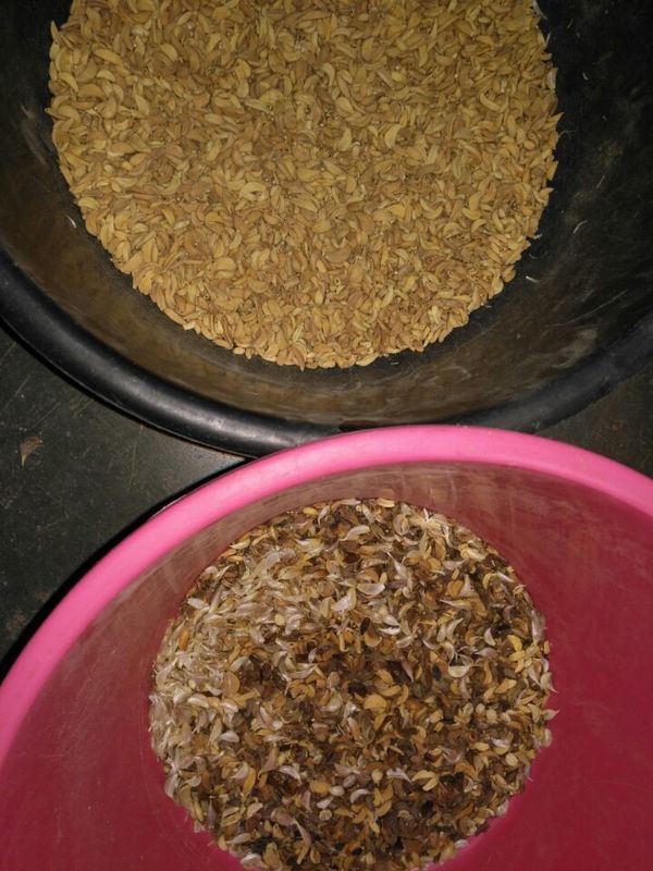 CCDカメラ 光学ニンニクの色分類 ニンニクの皮を剥がす 斑点除去機 ナッツ ニンニクの桜 カフェの色分類機 CE